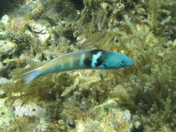 Thalassoma bifasciatum