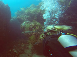 Nurse shark St. Maarten