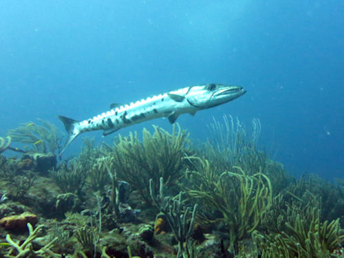 Barracuda at Shark Hotel