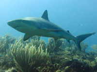 Riffhai Carcharhinus perezi