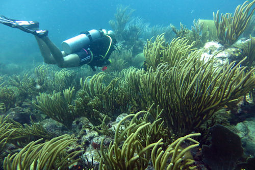 Tauchen vor St. Maarten