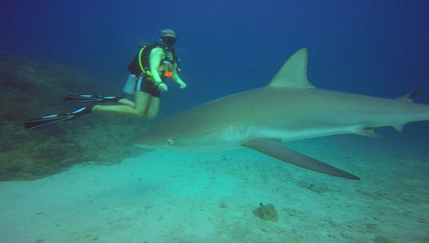 Carcharhinus perezi