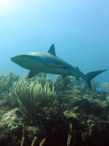 Carcharhinus perezi