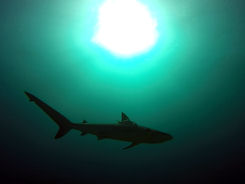 Caribbean Reef shark St. Maarten