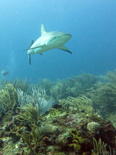 Shark Diving St. Maarten