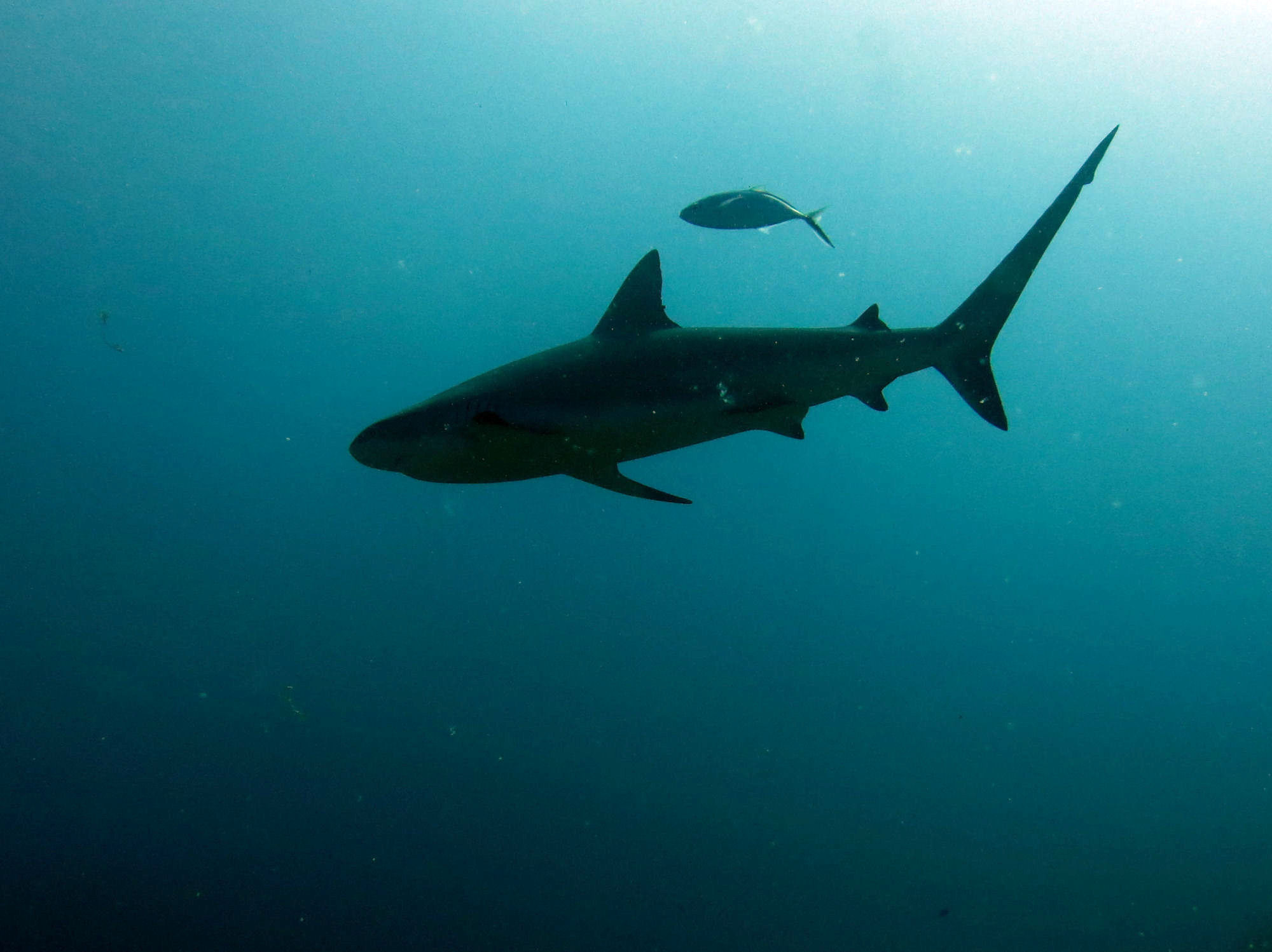 Shark Diving St. Maarten