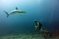 Shark Diving St. Maarten