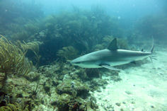 Carcharhinus perezi