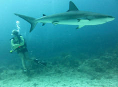 Haie vor St. Maarten