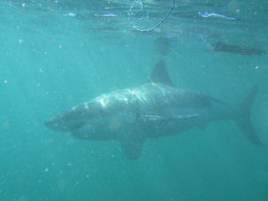 White Shark Carcharodon carcharias