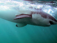 Weißhaitauchen in Südafrika
