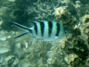 Sergeantfisch Abudefduf sexfasciatus