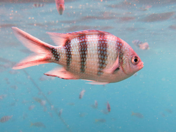 Abudefduf sexfasciatus