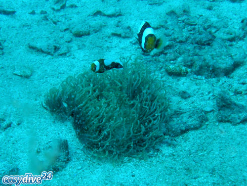 Amphiprion polymnus