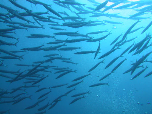 Barracudas Thailand