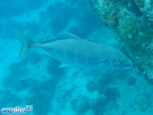 Orangefleck-Stachelmakrele Carangoides bajad