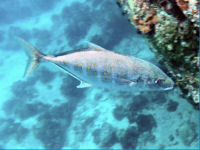 Carangoides bajad