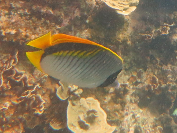 Chaetodon lineolatus