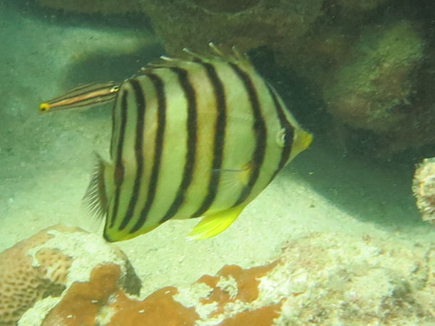 Chaetodon octofasciatus