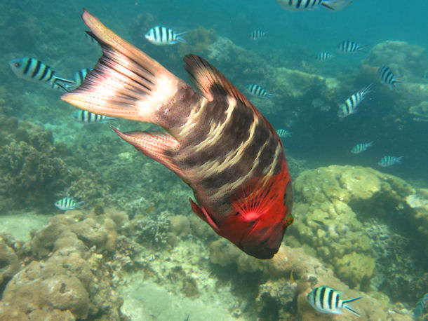 Cheilinus fasciatus