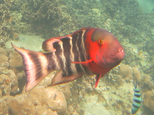 Cheilinus fasciatus