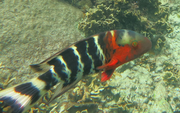 Cheilinus fasciatus