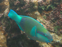 Kugelkopf-Papageifisch Chlorurus sordidus