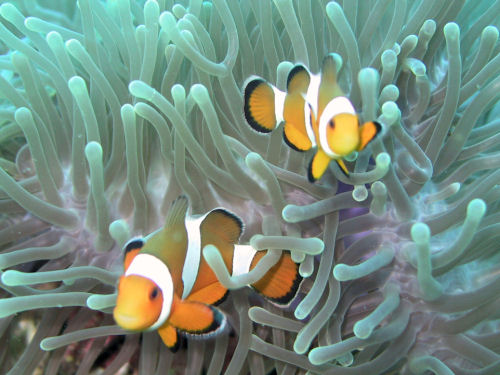 Falscher Clownfisch Amphiprion ocellaris