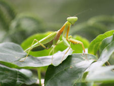 Mantis