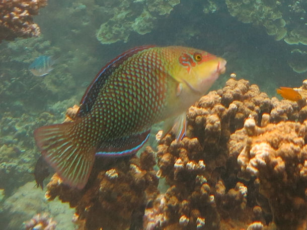 Hemigymnus melapterus