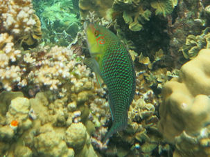 Hemigymnus melapterus