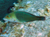 Hemigymnus melapterus