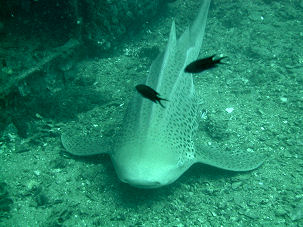 Leopardenhai am King Cruiser Wrack