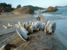 Lamanai Beach Thailand