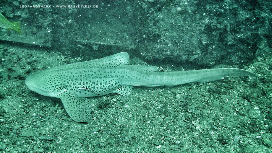 Leopardenhai am King Cruiser Wrack