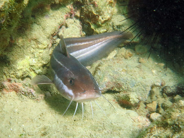 Korallenwelse Plotosus lineatus