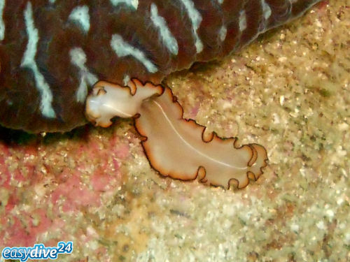 Flatworm Pseudoceros bimarginatus