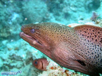 Riesenmurne Gymnothorax javanicus