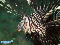 Rotfeuerfisch Pterois miles