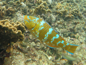 Blauband-Papageifisch Scarus ghobban