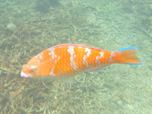 Blue-barred parrotfish Scarus ghobban