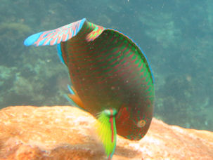 Scarus rivulatus