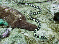 Harlequin snake eel (Myrichthys colubrinus)