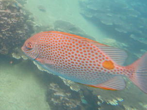 Siganus guttatus