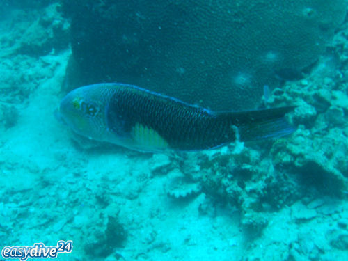 Thalassoma amblycephalum