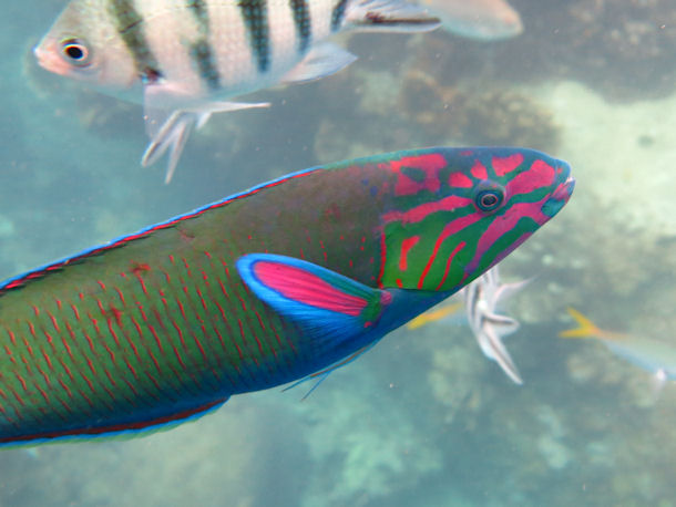 Thalassoma lunare