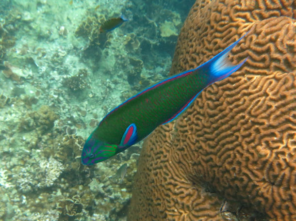 Thalassoma lunare