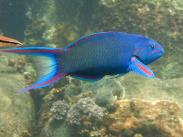 Thalassoma lunare