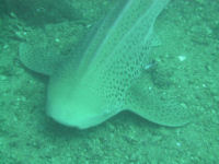 Zebra Shark Stegostoma fasciatum