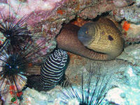 Zebra moray eel Gymnomuraena zebra